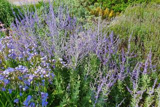 Perowskia łobodolistna