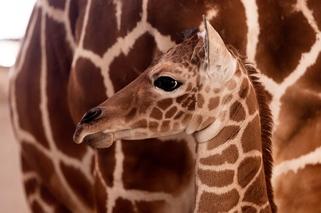 We wrocławskim zoo urodziła się żyrafa