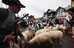 Owce opanowały Szczawnicę. Tak wyglądał redyk jesienny w małopolskim uzdrowisku