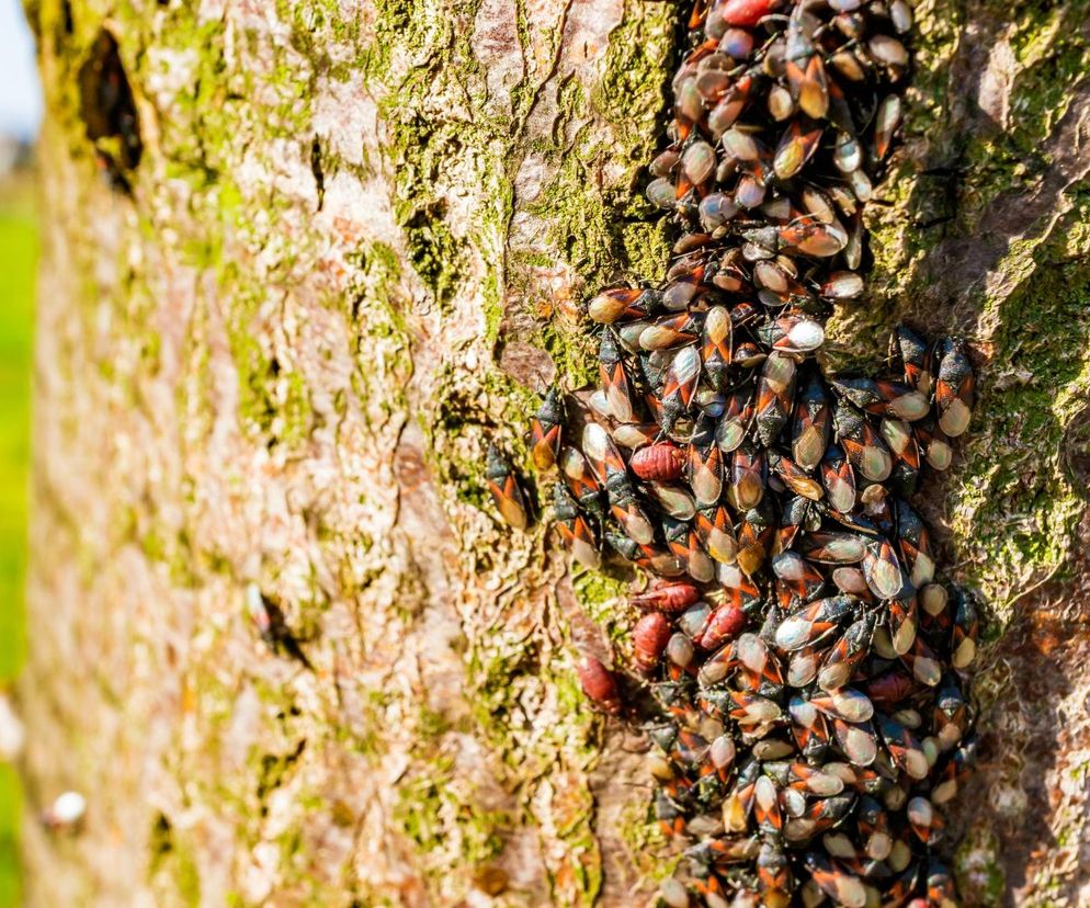 Pluskwiaki na osiedlu Oświecenia. Dlaczego się pojawiają?