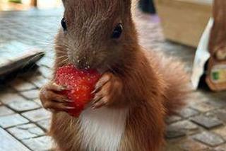 Gucio przyszedł z lasu i się zadomowił, wychodzi, kiedy chce, ale wraca punktualnie na obiad. Ot, zwyczaje wiewiórek 