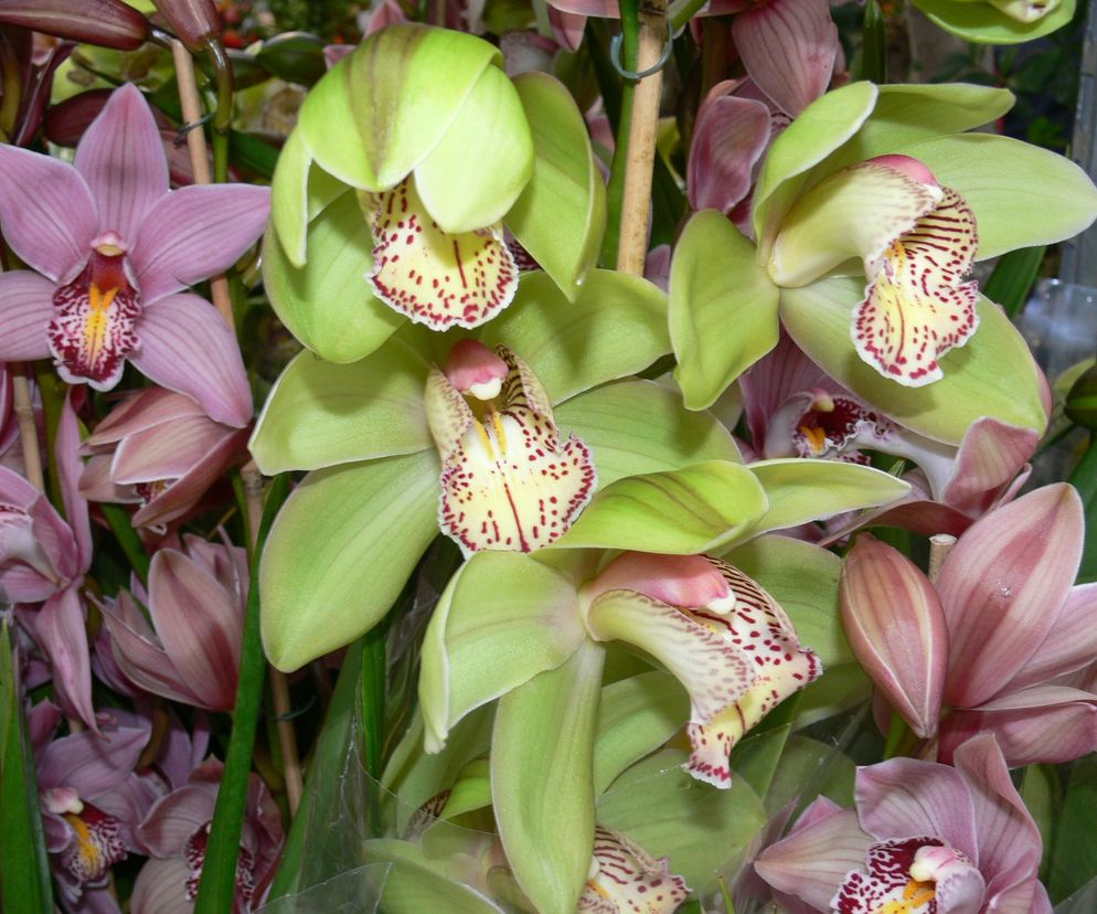 Cymbidium