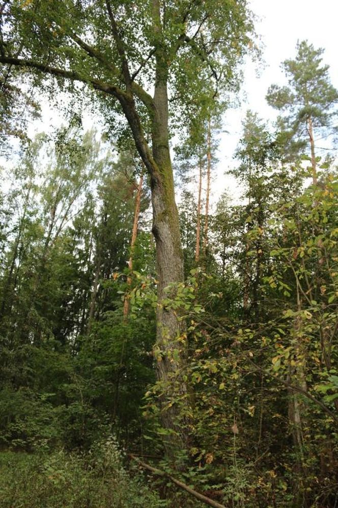 To największy kompleks leśny na Mazurach. Co krok pojawiają się malownicze jeziora