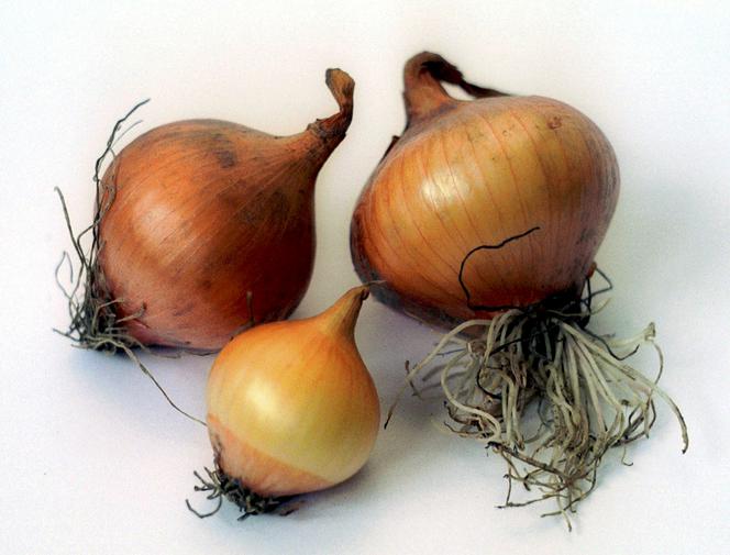 Cebula po 5 zł