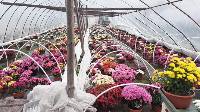 Iławscy hodowcy kwiatów liczą straty po decyzji rządu o zamknięciu cmentarzy [AUDIO]