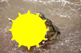 Krokodyl gigant dosłownie połyka zebrę. Niezwykłe zdjęcie jest jednym z najlepszych w tym roku