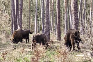 Stado żubrów w lesie pod Gorzowem