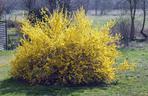 Forsycja pośrednia