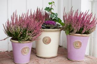 Wrzosy w domu i na balkonie. Zobacz ciekawe aranżacje