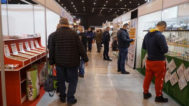 Międzynarodowe Targi Gołębi Pocztowych w Katowicach