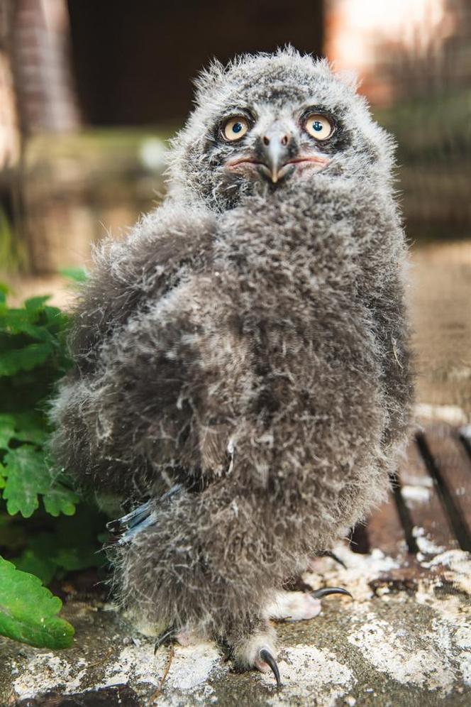 We Wrocławskim zoo wykluły się śnieżnobiałe puchacze. Są rozkoszne!