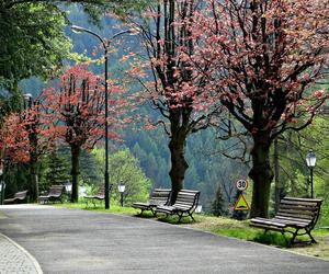 W pobliżu jakich gór znajduje się Szczawnica? 