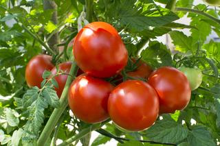 Dlaczego pomidory nie dojrzewają? Oto przyczyny