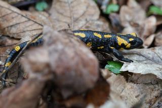  Salamandry plamiste budzą się do życia w Karkonoszach. To najładniejszy polski płaz!