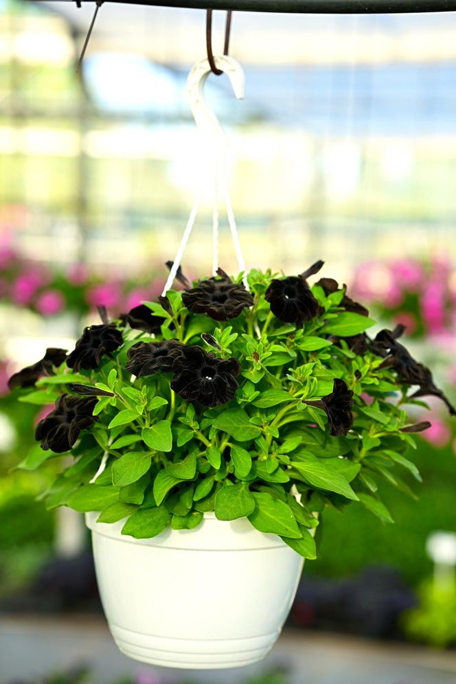 Czarna petunia