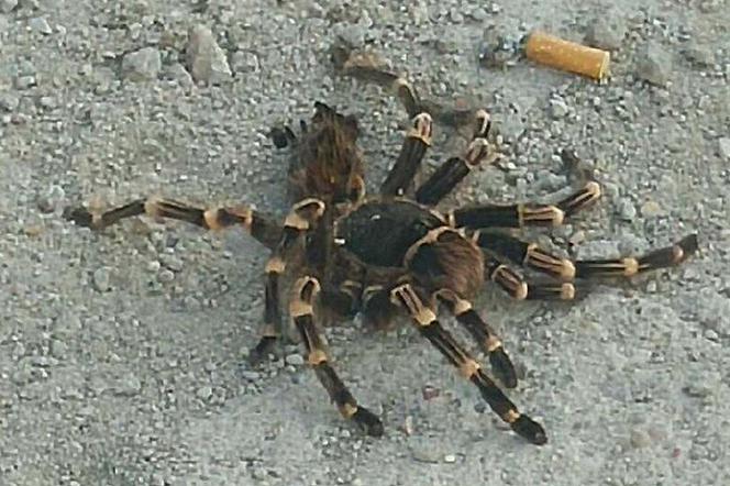 Jadowity pająk znaleziony w Gdańsku