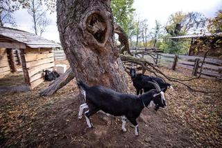 Pierwsze urodziny małego Stefanka