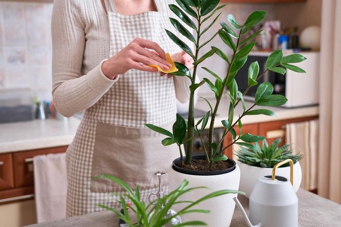 Kobieta pielęgnująca zamiokulkasa