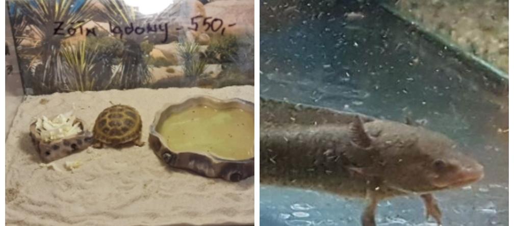 Zatrzymali żółwia stepowego, węża boa i dwie salamandry meksykańskie [FOTO]