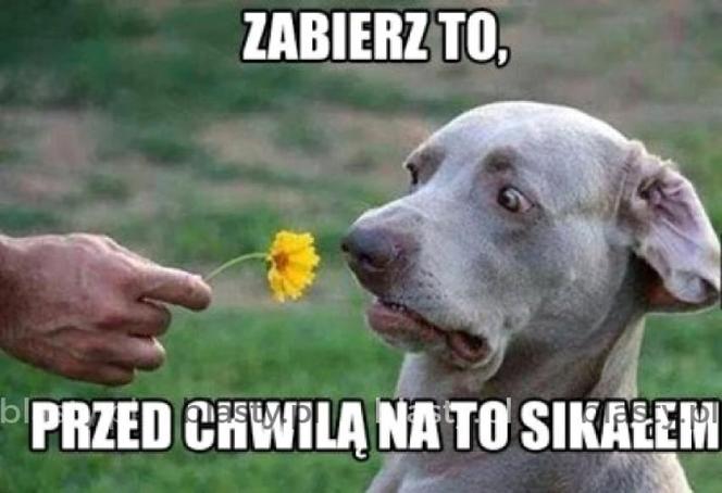 Chcesz poprawić sobie humor? Te memy ze zwierzętami rozbawią cię do łez!