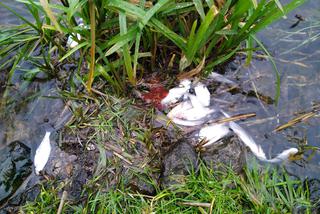  Setki martwych ryb nad Zalewem w Brodach. Jaka była przyczyna? [ZDJĘCIA]