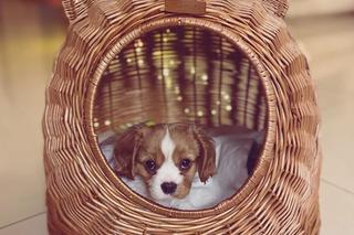 Kosze wielkanocne z Podkarpacia [GALERIA]