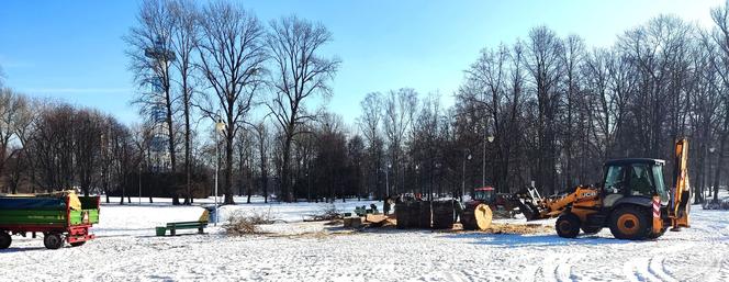 Pocięty pień potężnej topoli z Parku Kościuszki w Katowicach
