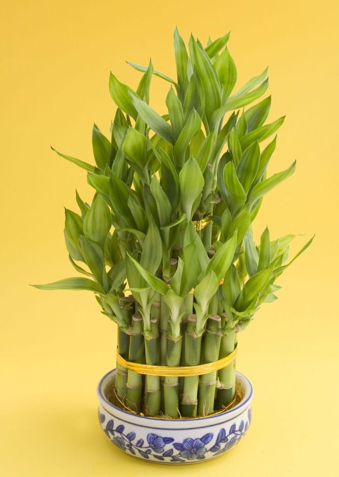 Lucky Bamboo