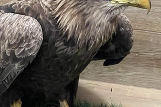 Jastrząb odzyskał wolność