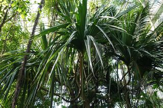 Palmiarnia Poznańska przed przebudową