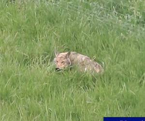 Policjanci z Ostródy pomogli rannemu wilkowi