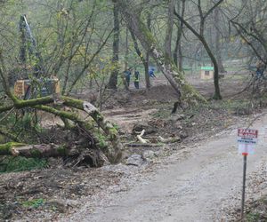 Sprawa wycinki drzew przy ul. Ogórkowej w Wawrze