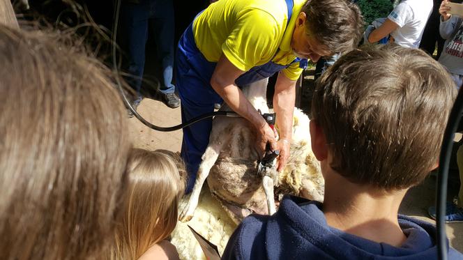 Coroczne strzyżenie owiec w bydgoskim zoo [ZDJĘCIA]