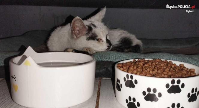 Policjanci z Bytomia uratowali kotka. Mania znalazła nowy dom 