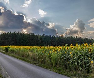 Słonecznikowe pola w Świętokrzyskiem. Idealne na sesje 