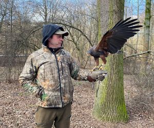 Drapieżnik lata nad „Aleksandrią”. Jastrząb Grażyna płoszy gawrony