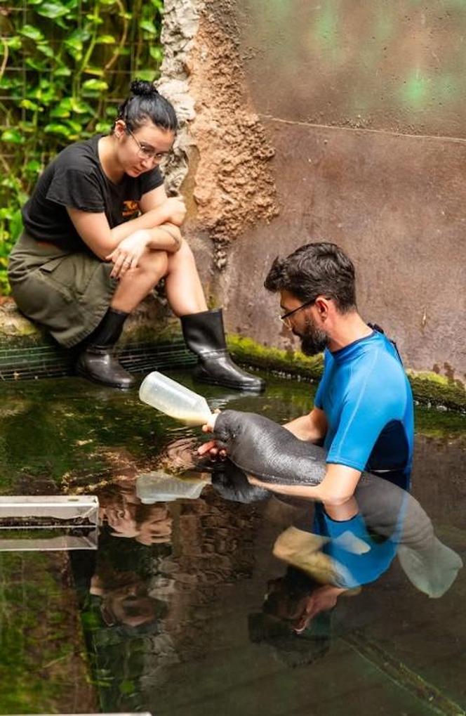 W ZOO Wrocław urodził się mały manat karaibski! To zwierzę to prawdziwy unikat