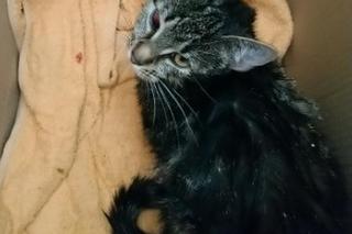 Strażniczka miejska uratowała malutkiego kota