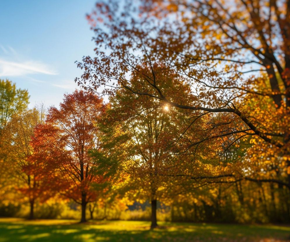 Poniższe drzewo po prawej stronie, z gęstym, pomarańczowo-żółtym listowiem, jest najbardziej wyraźnym elementem, choć większość sceny jest nieco rozmyta. Słońce, widoczne w centralnej części zdjęcia, prześwituje przez drzewa, tworząc jasne promienie i rozświetlając jesienne liście w odcieniach złota, pomarańczy i czerwieni. Błękitne niebo z delikatnymi, białymi smugami chmur stanowi tło dla kolorowego drzewostanu. Zielony trawnik na pierwszym planie ma długie cienie, sugerujące niskie położenie słońca.
