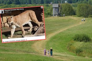 Zwierzę podobne do pumy pod Jelenią Górą. Nowy komunikat 