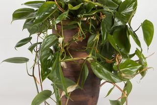 Filodendron pnący - Philodendron scandens