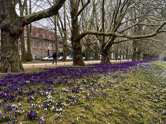 Krokusy w Szczecinie 