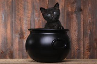 Czy czarne koty przynoszą pecha? Te przesądy trzeba znać! 