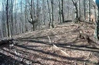 Atak niedźwiedzia na człowieka na Słowacji! Wideo mrozi krew w żyłach