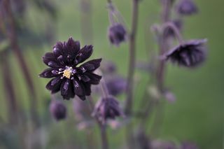 Czarny orlik ogrodowy