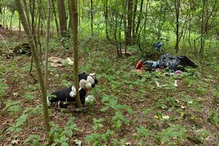 Zgroza w lesie pod Świeciem! Martwy pies w worku foliowym ze związanymi łapami. Policja szuka sprawcy bestialskiego czynu