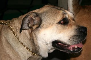 To najniebezpieczniejsze psy. Są w specjalnym wykazie ras agresywnych