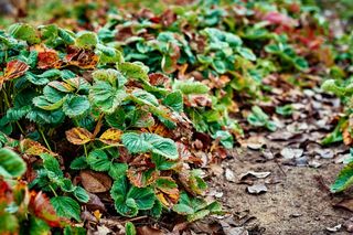 Jak zadbać o truskawki jesienią? Te zabiegi sprawią, że będzie dużo owoców!