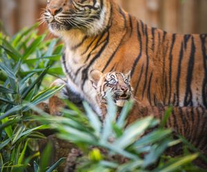 Niesamowite narodziny we wrocławskim zoo. Na świat przyszły cztery tygrysy sumatrzańskie 