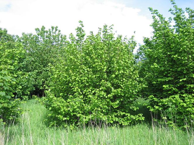 Leszczyna
